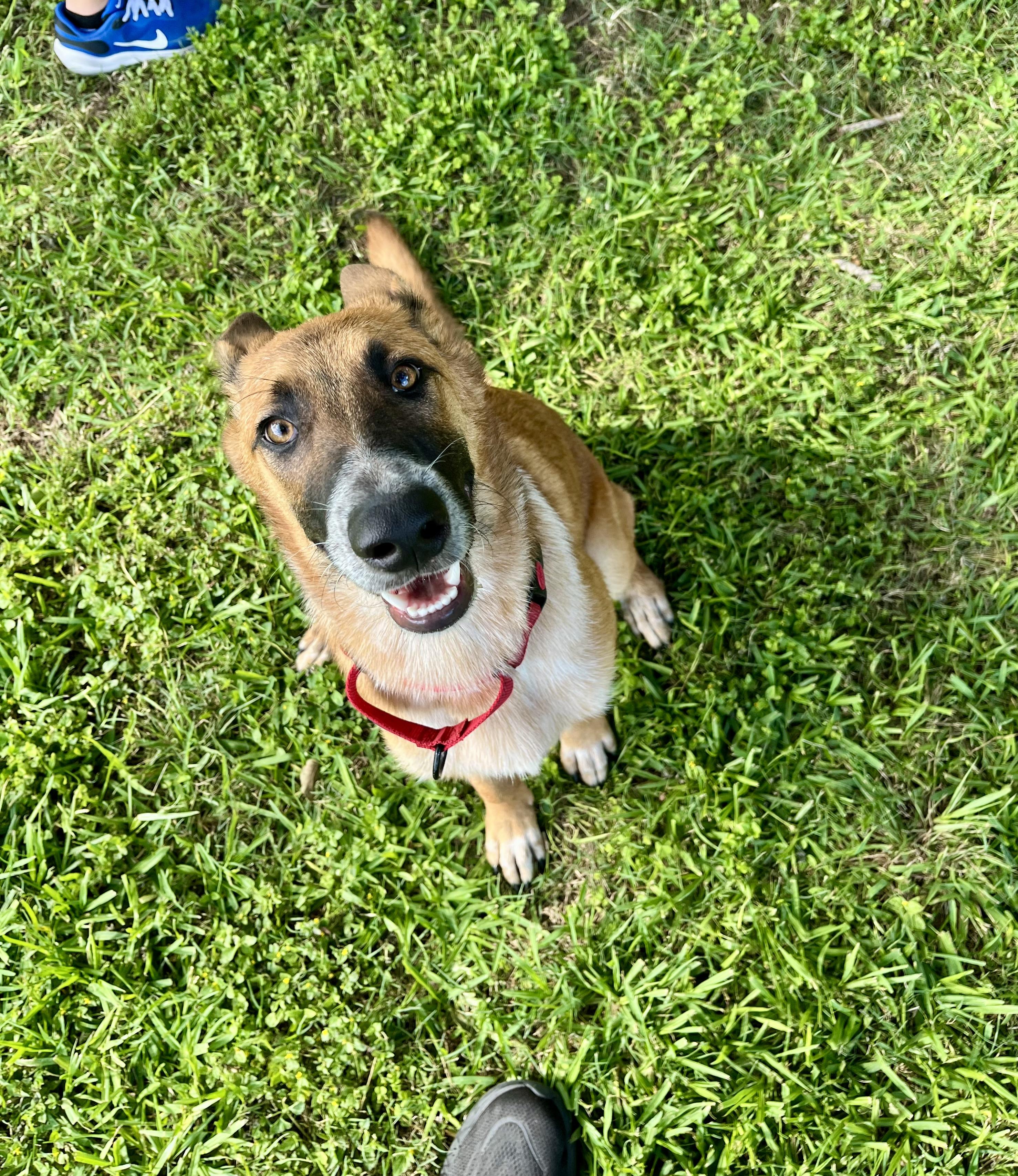 Scout, a Adoptable mixed breed in Bellingham, WA image 2/6