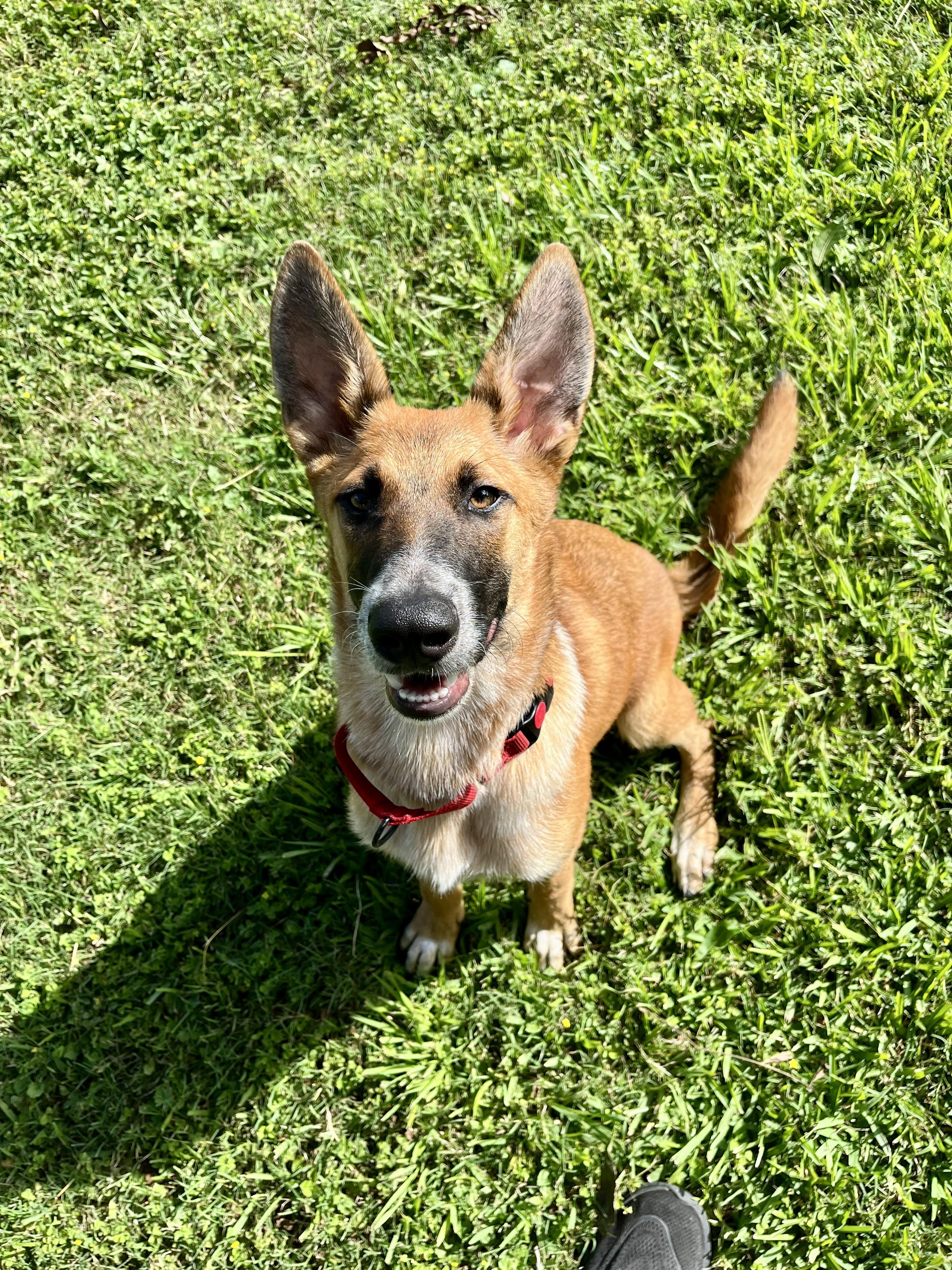 Scout, a Adoptable mixed breed in Bellingham, WA image 1/6