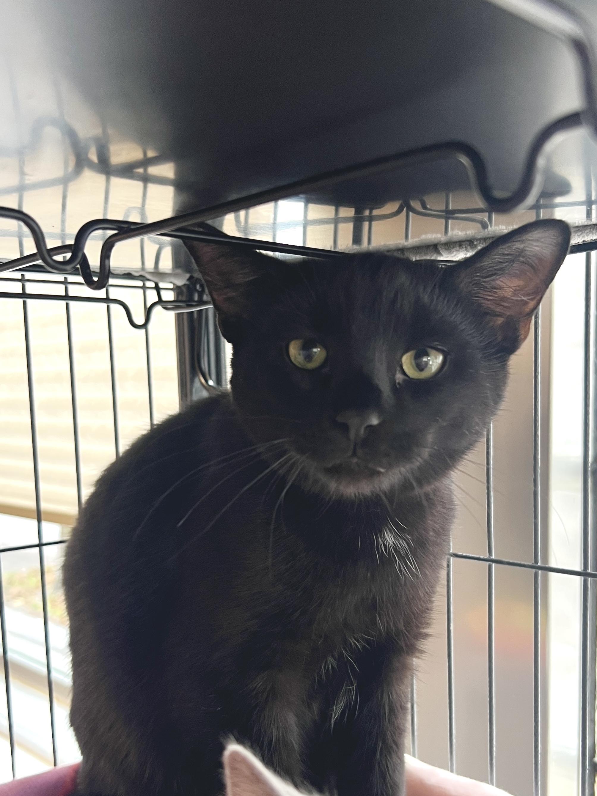 Enlarge Vader, a Adopted Domestic Short Hair in Altoona, PA image 1/1