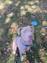 Opie, an adoptable Weimaraner, Pit Bull Terrier in Boyne City, MI, 49712 | Photo Image 1