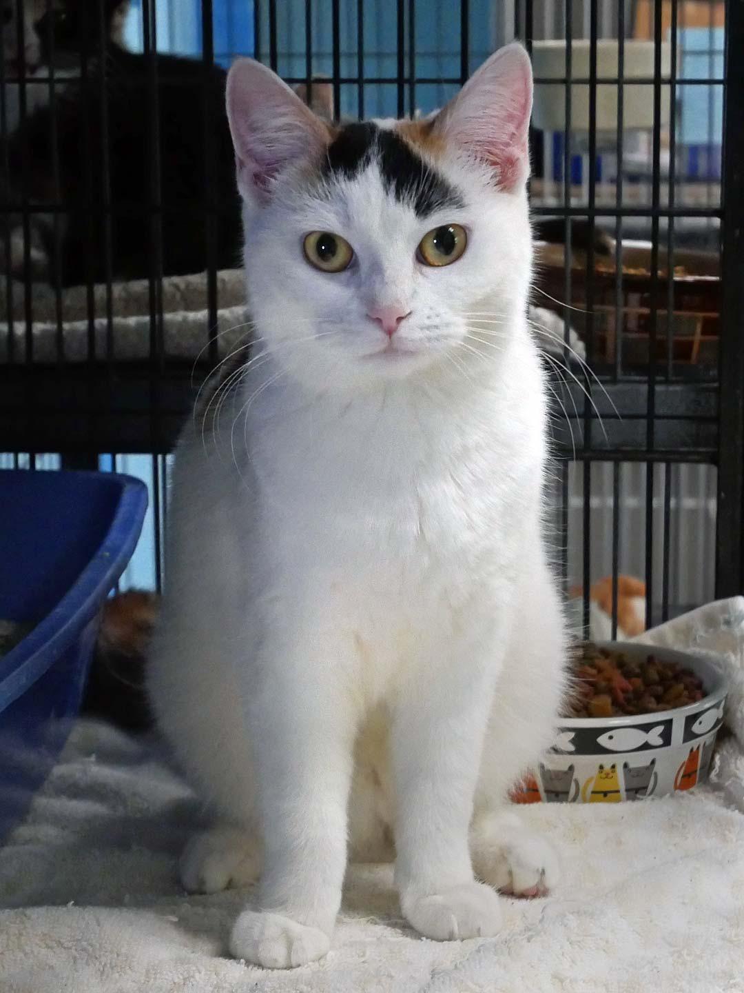 S'mores, an adopted Calico in Bloomingdale, NJ image 5/6