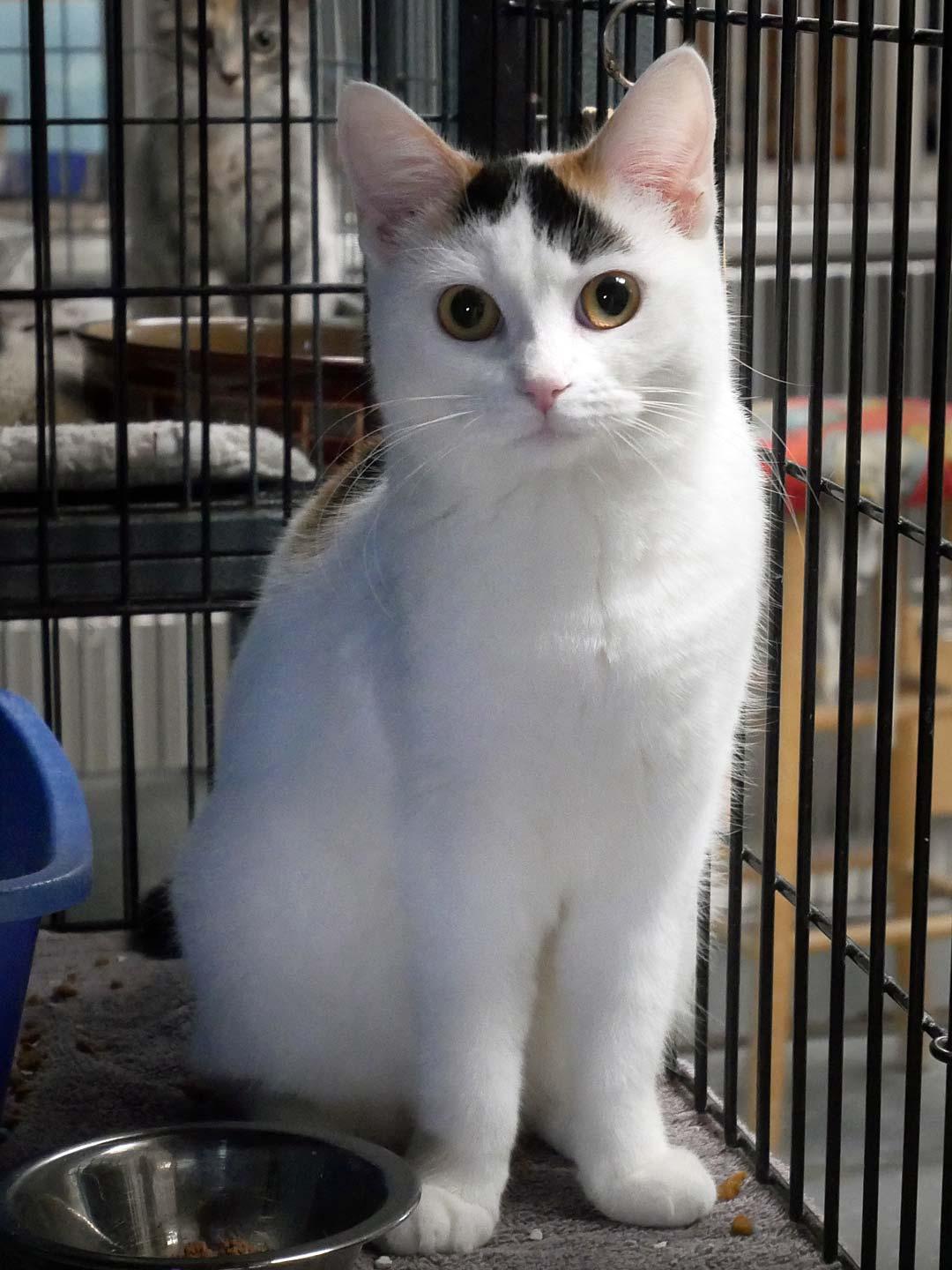S'mores, an adopted Calico in Bloomingdale, NJ image 3/6