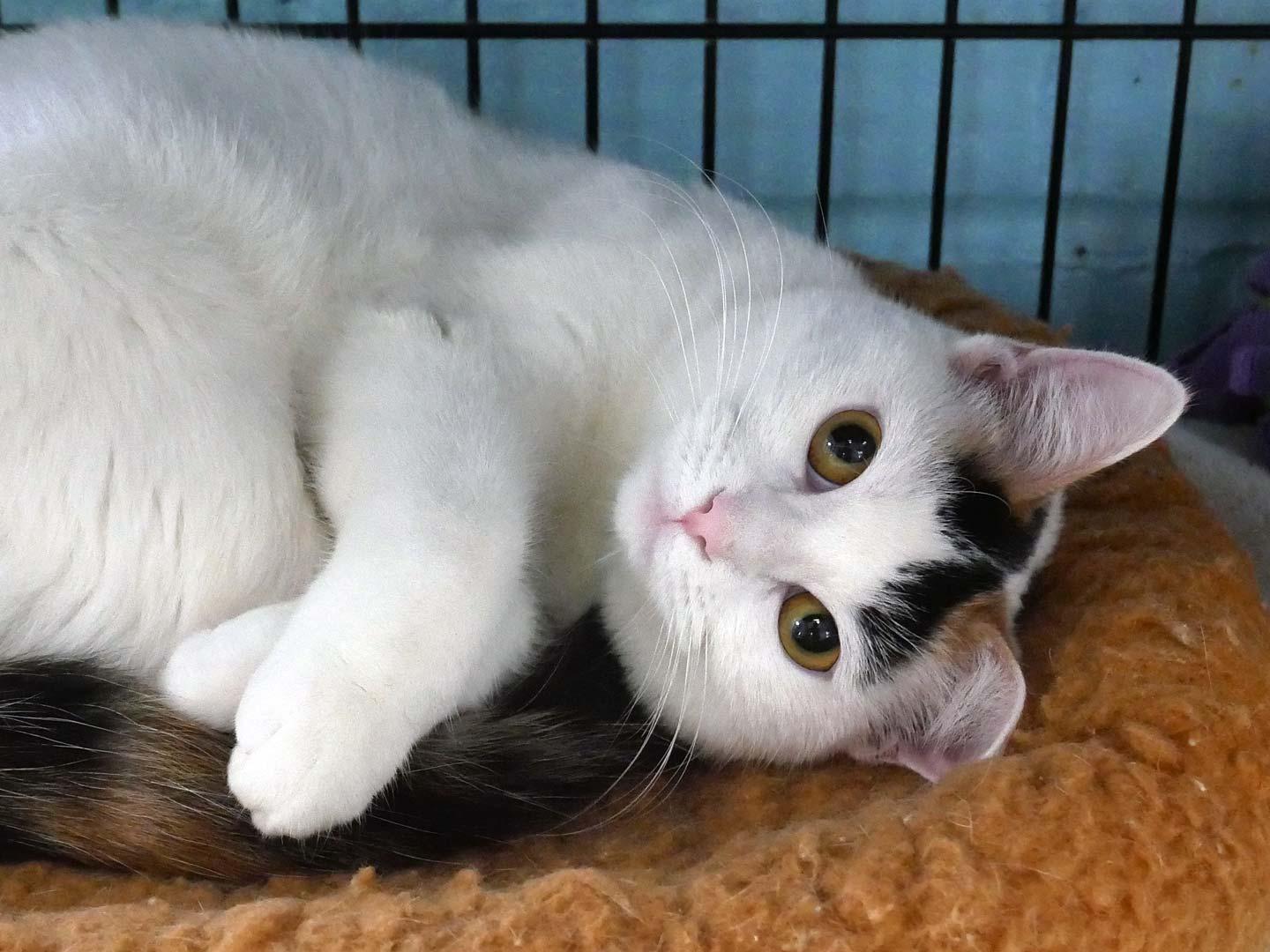 S'mores, an adopted Calico in Bloomingdale, NJ image 1/6