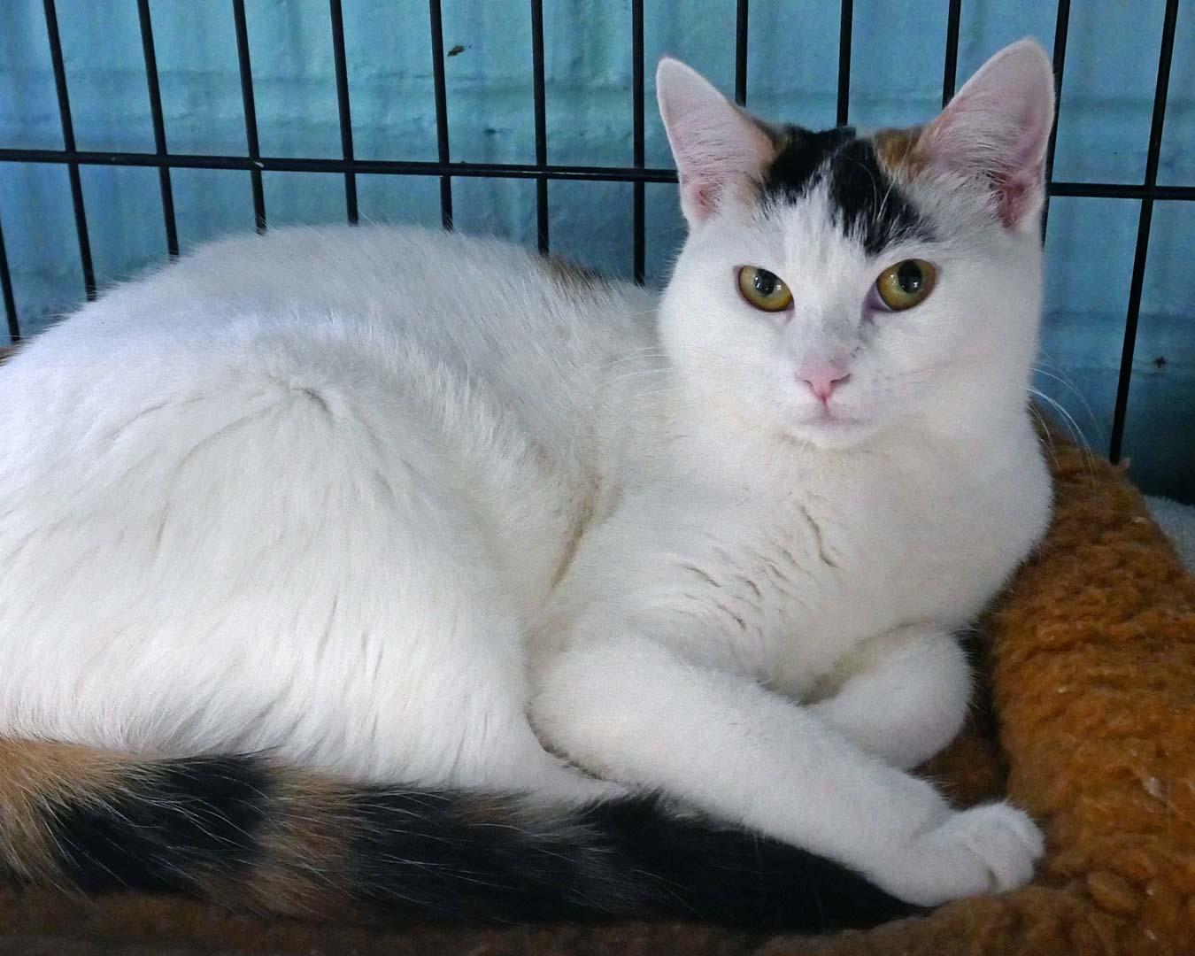 S'mores, an adopted Calico in Bloomingdale, NJ image 6/6