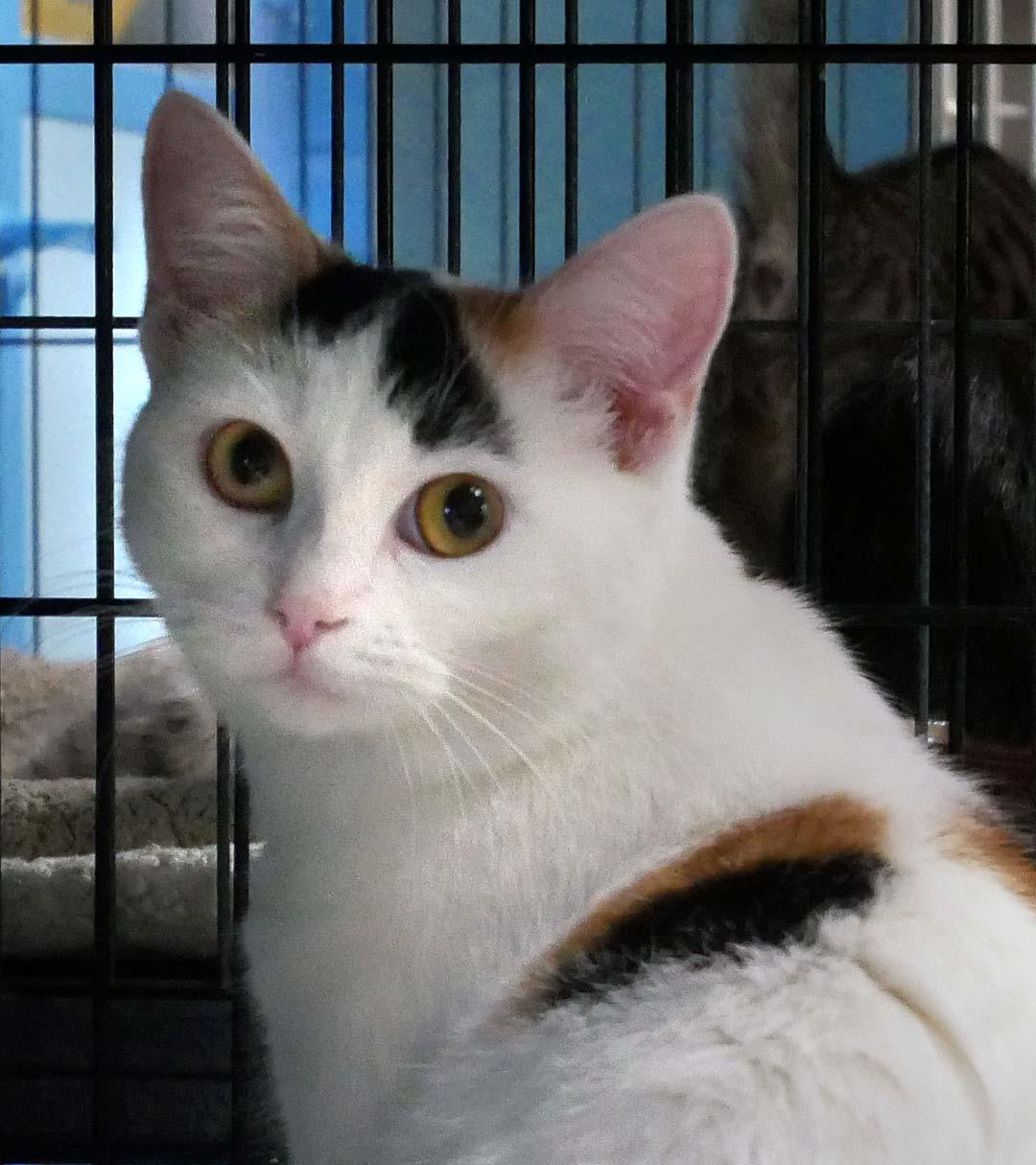 S'mores, an adopted Calico in Bloomingdale, NJ image 2/6