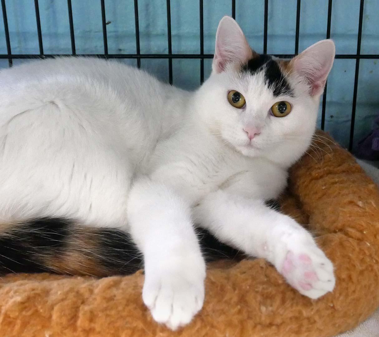 S'mores, an adopted Calico in Bloomingdale, NJ image 4/6