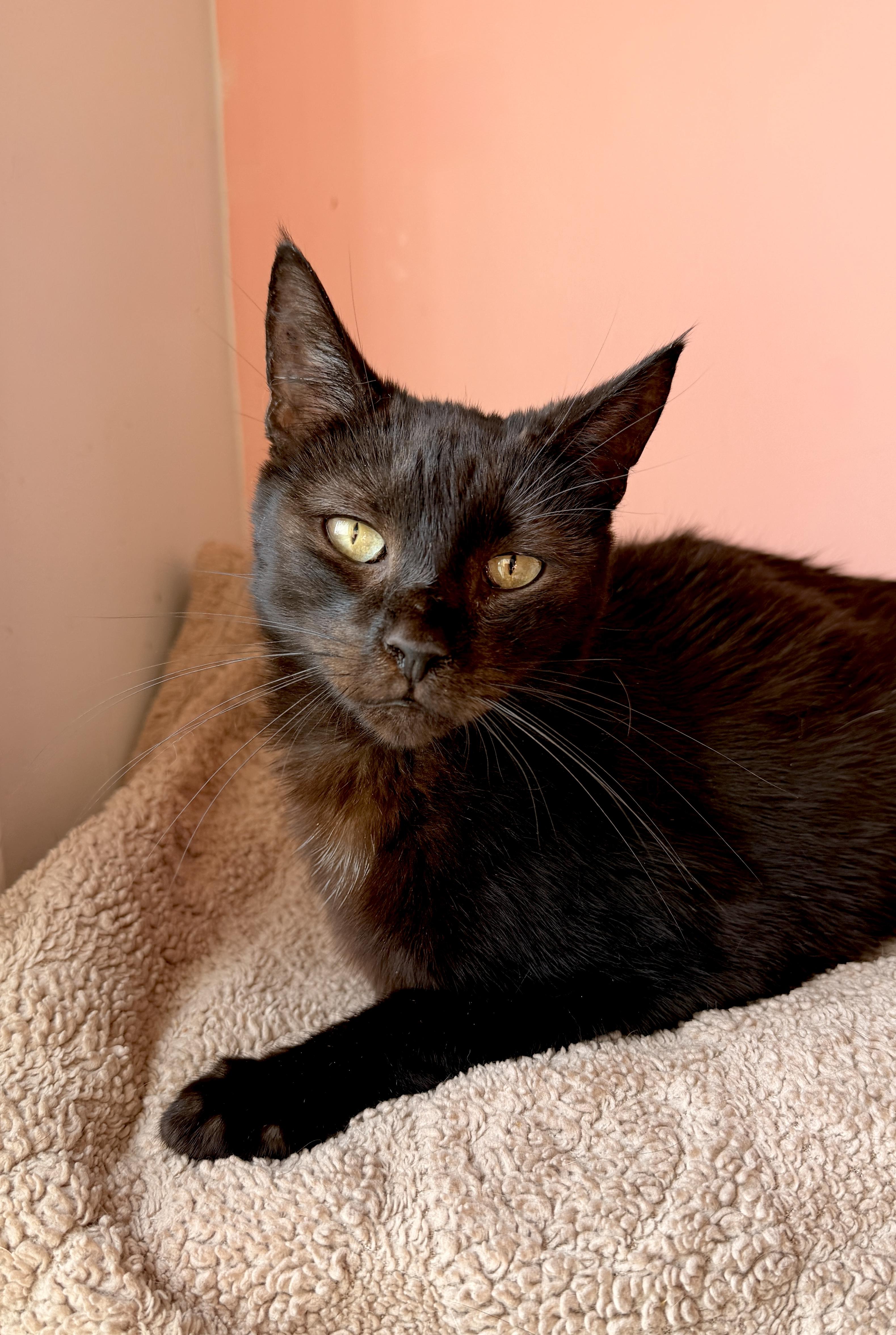 Enlarge DERBY, an adopted Domestic Short Hair in New York, NY image 1/1