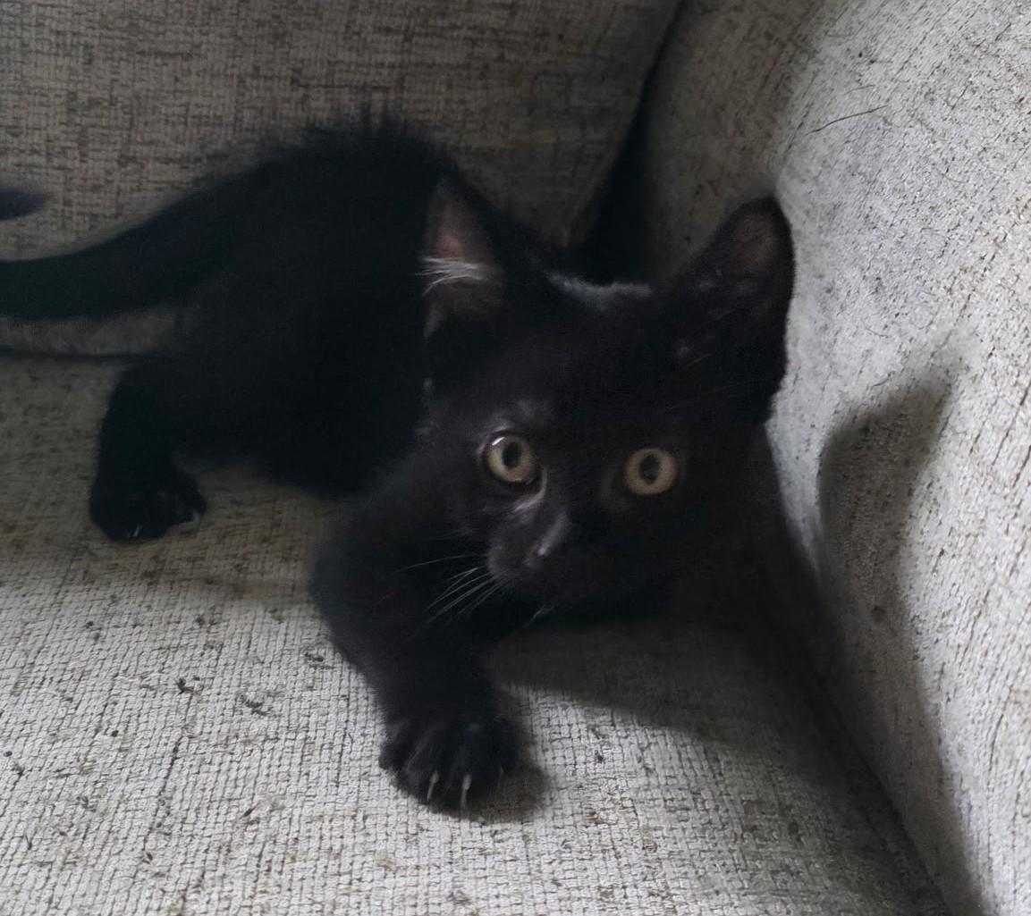 STARFALL, ADOPTABLE, Young Male Domestic Short Hair.