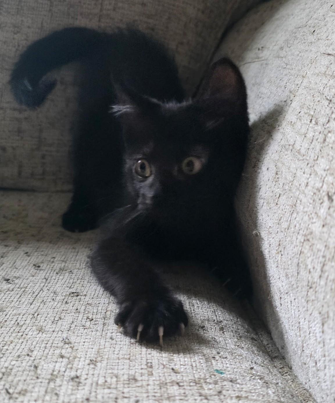 STARFALL, an adopted Domestic Short Hair in Chicago Ridge, IL image 2/3