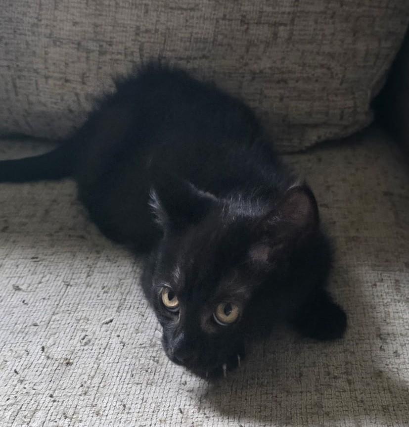 STARFALL, an adopted Domestic Short Hair in Chicago Ridge, IL image 3/3