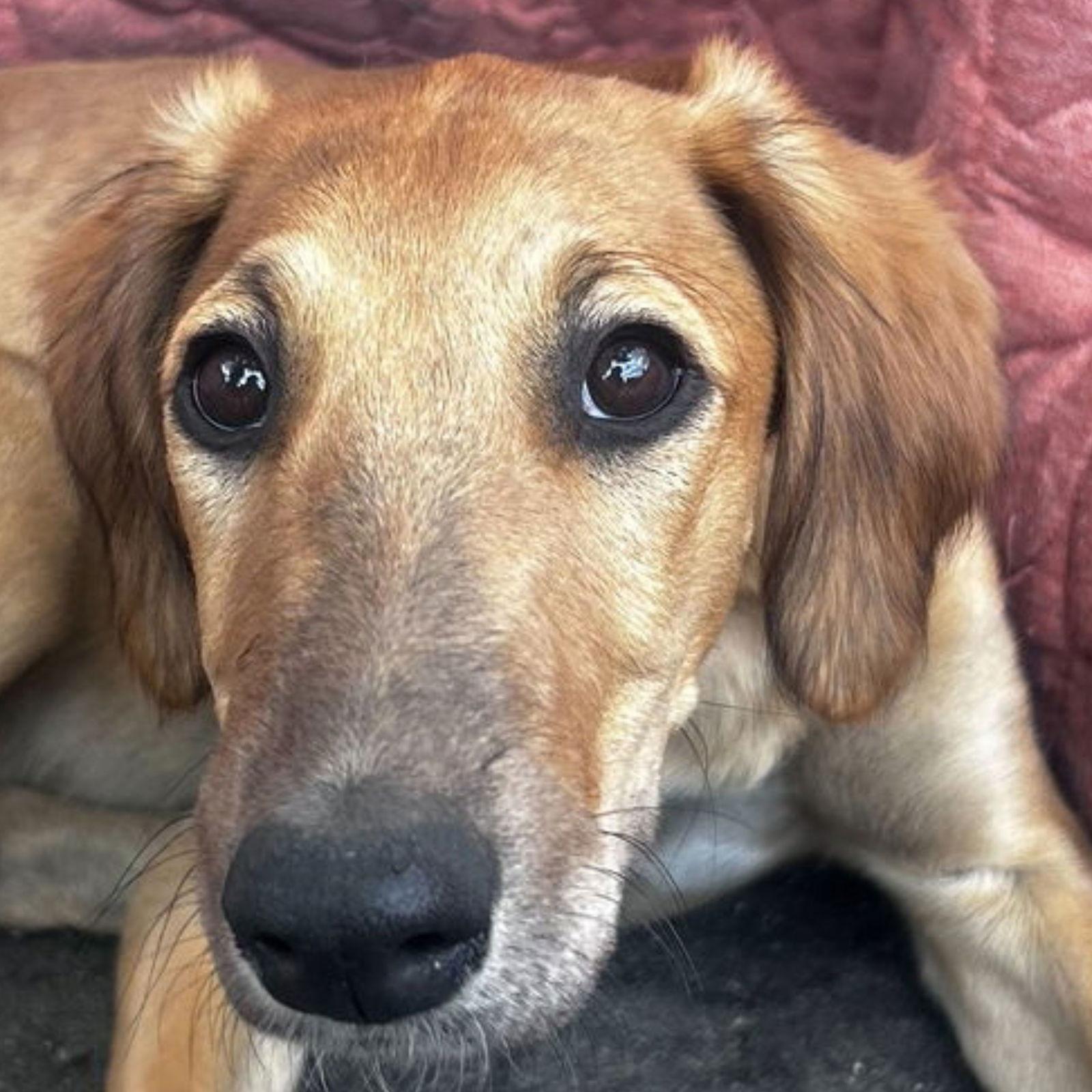 Ripple, Adoptable, Puppy Female Greyhound & Saluki.