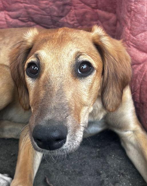 Ripple, a Adoptable mixed breed image 2/3