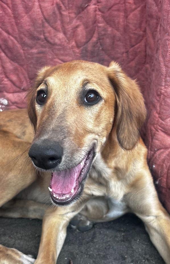 Ripple, a Adoptable mixed breed image 3/3