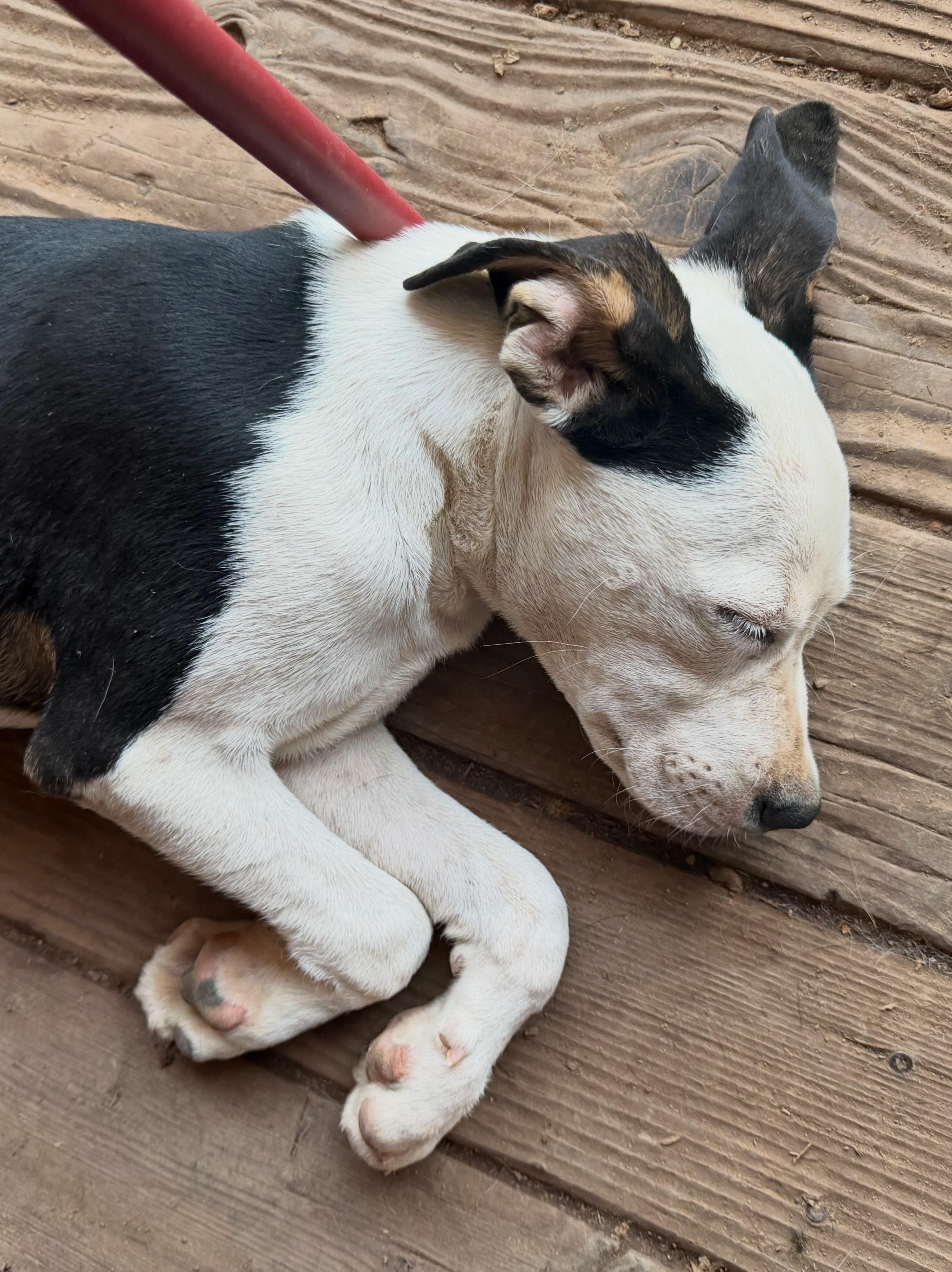 Enlarge Hank, a ADOPTABLE mixed breed in Concord, CA image 2/4
