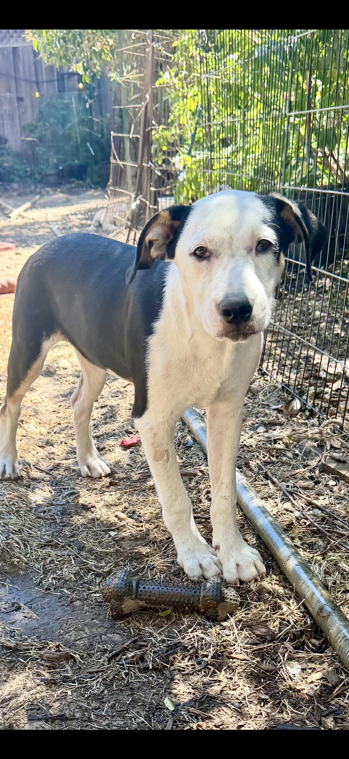 Enlarge Hank, a ADOPTABLE mixed breed in Concord, CA image 4/4