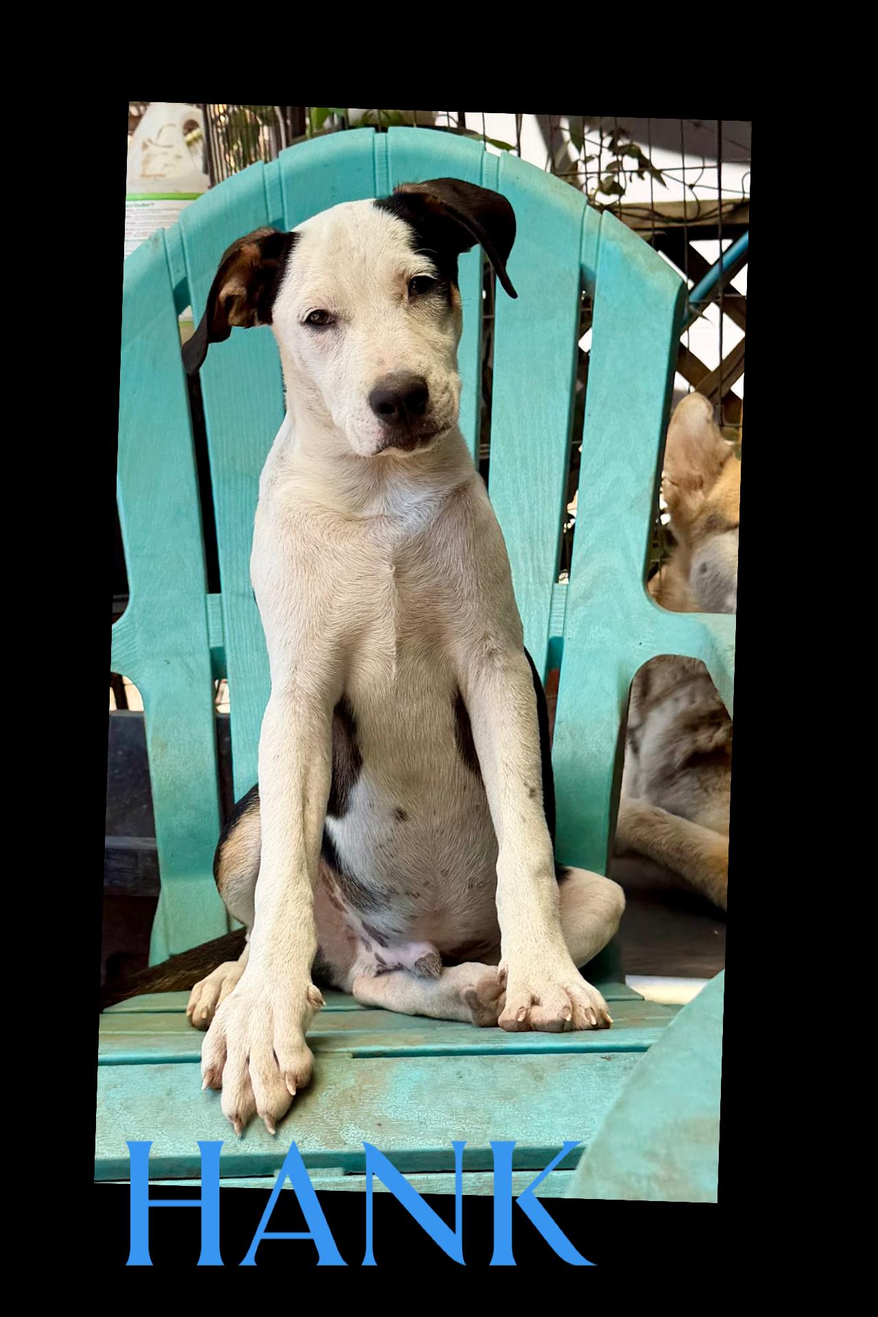 Hank, ADOPTABLE, Young Male Pit Bull Terrier.