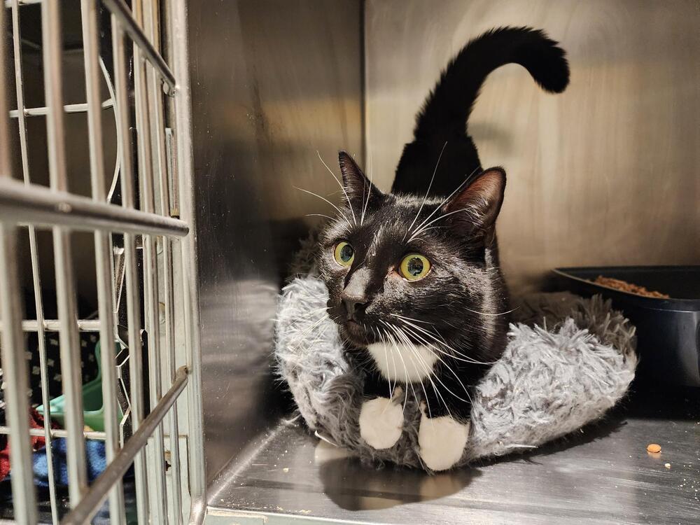 Rosemary, Adoptable, Adult Female Domestic Medium Hair.