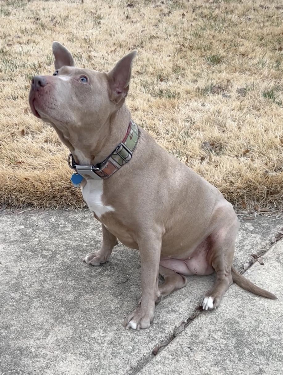 Juno — thumbnail 4