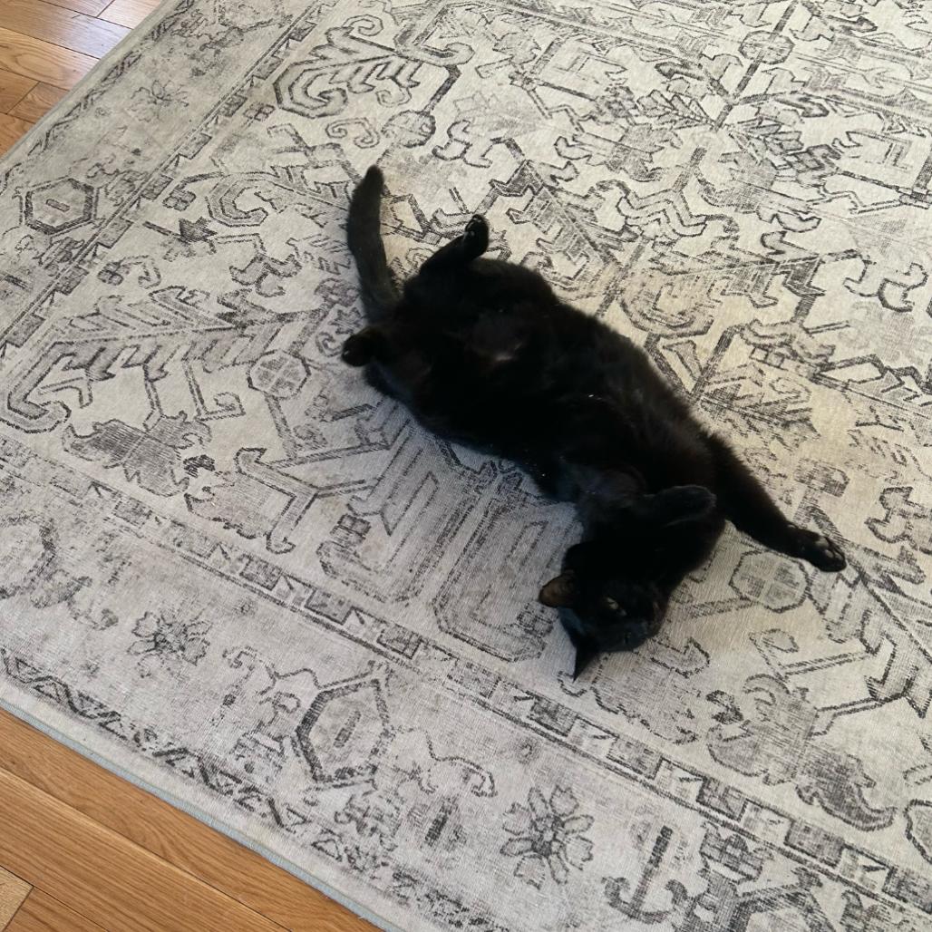 Enlarge Ben, a Adoptable Domestic Short Hair in Wakefield, MA image 2/6