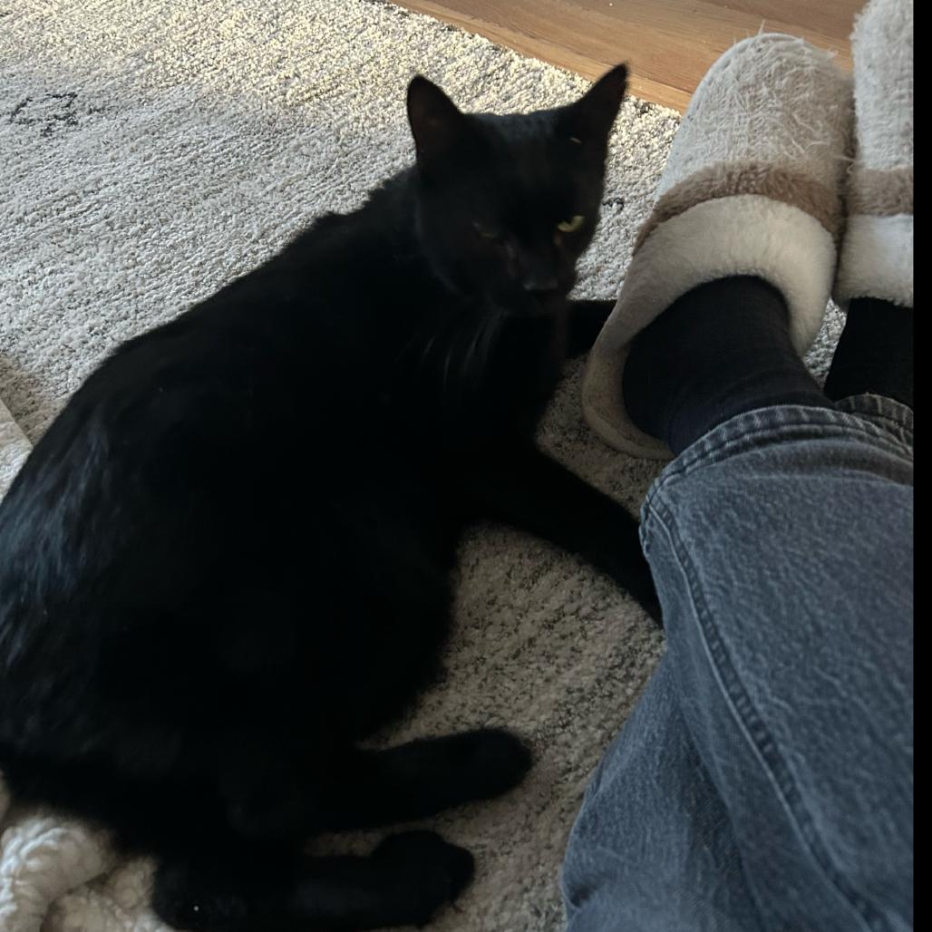 Enlarge Ben, a Adoptable Domestic Short Hair in Wakefield, MA image 3/6