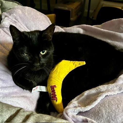 Enlarge Ben, a Adoptable Domestic Short Hair in Wakefield, MA image 5/6