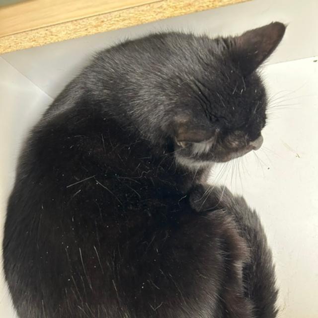 Enlarge Ben, a Adoptable Domestic Short Hair in Wakefield, MA image 6/6