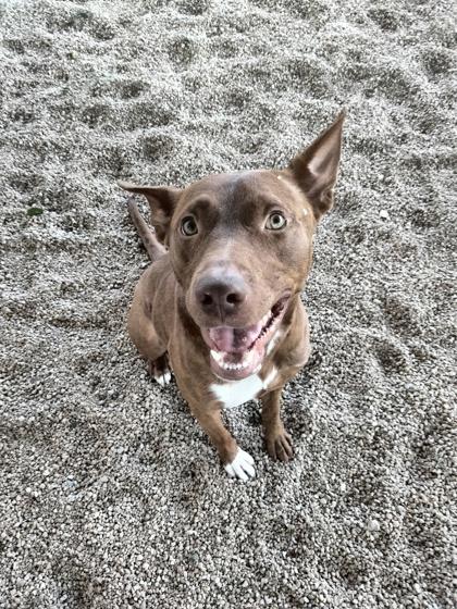 Scrappy, a Adoptable Mixed Breed in Port Saint Joe, FL image 1/3