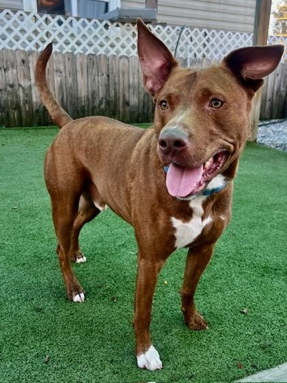 Enlarge Scrappy, a Adoptable Mixed Breed in Port Saint Joe, FL image 1/3