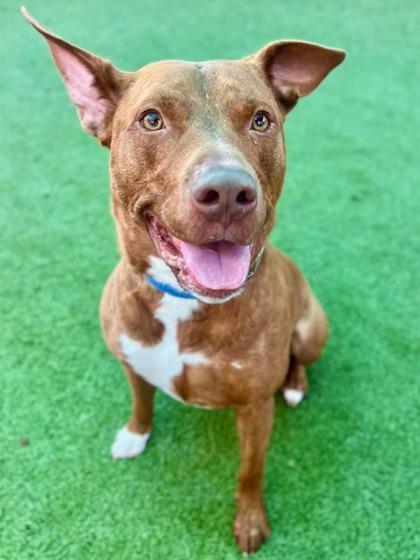 Enlarge Scrappy, a Adoptable Mixed Breed in Port Saint Joe, FL image 2/3