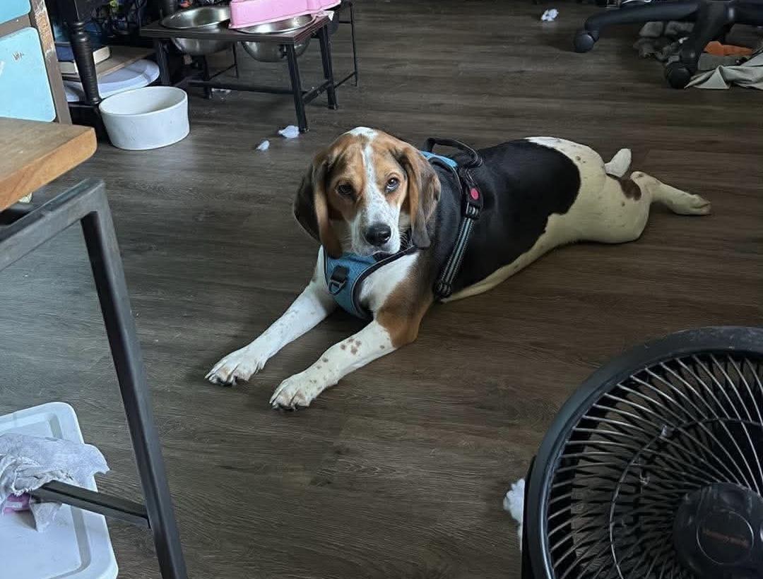Birdie, ADOPTABLE, Young Female Beagle.