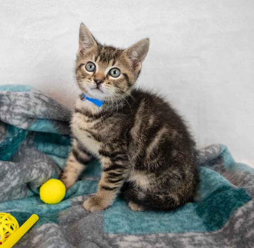 Enlarge Mercury, an adopted mixed breed in Kennesaw, GA image 3/6