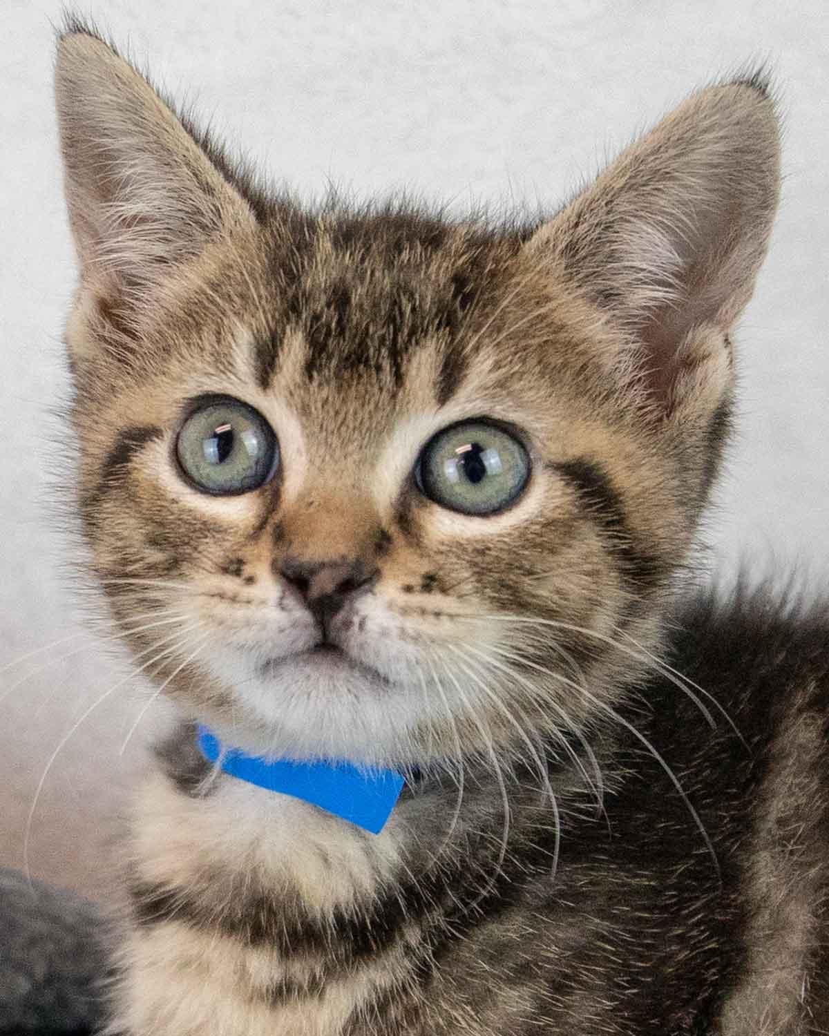 Enlarge Mercury, an adopted mixed breed in Kennesaw, GA image 1/6