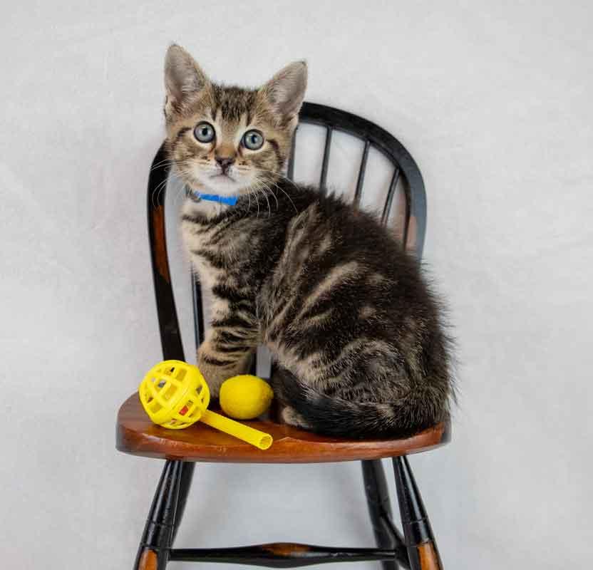 Enlarge Mercury, an adopted mixed breed in Kennesaw, GA image 6/6