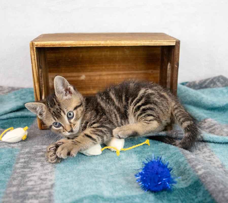 Enlarge Mercury, an adopted mixed breed in Kennesaw, GA image 2/6
