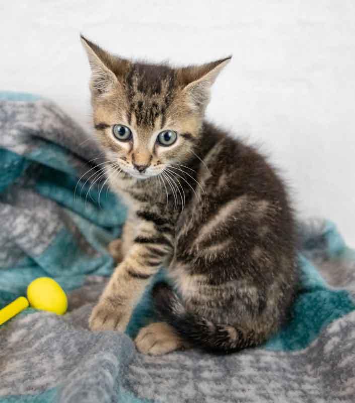 Enlarge Mercury, an adopted mixed breed in Kennesaw, GA image 5/6