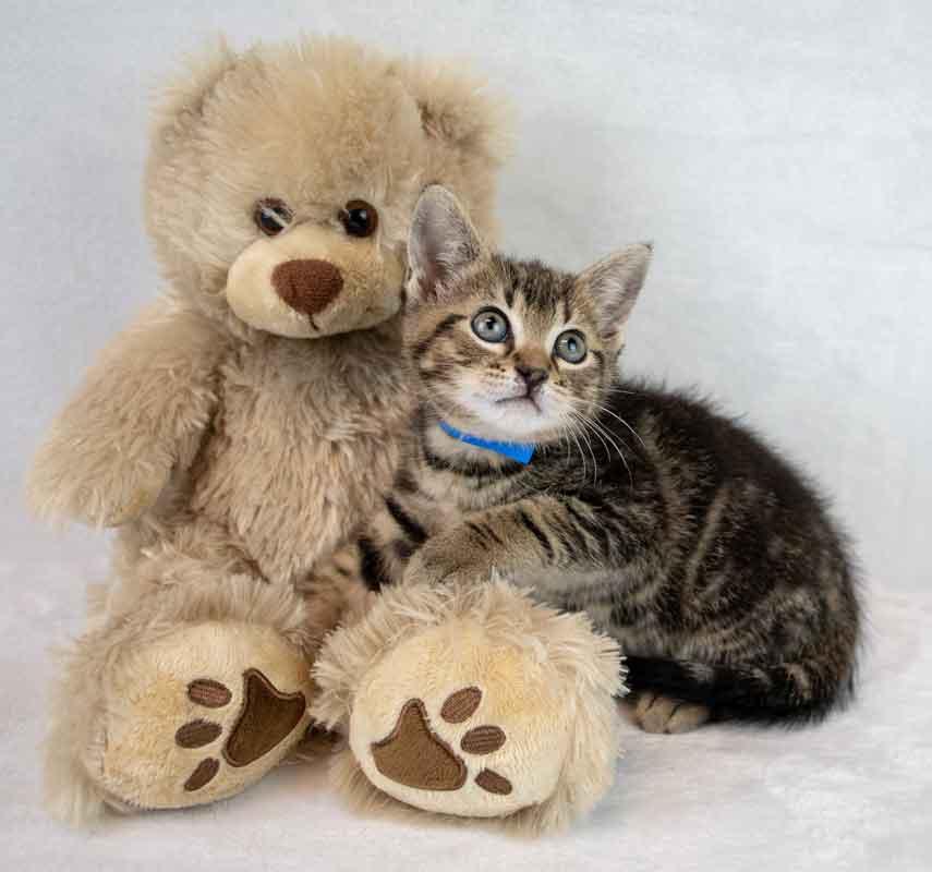 Enlarge Mercury, an adopted mixed breed in Kennesaw, GA image 4/6