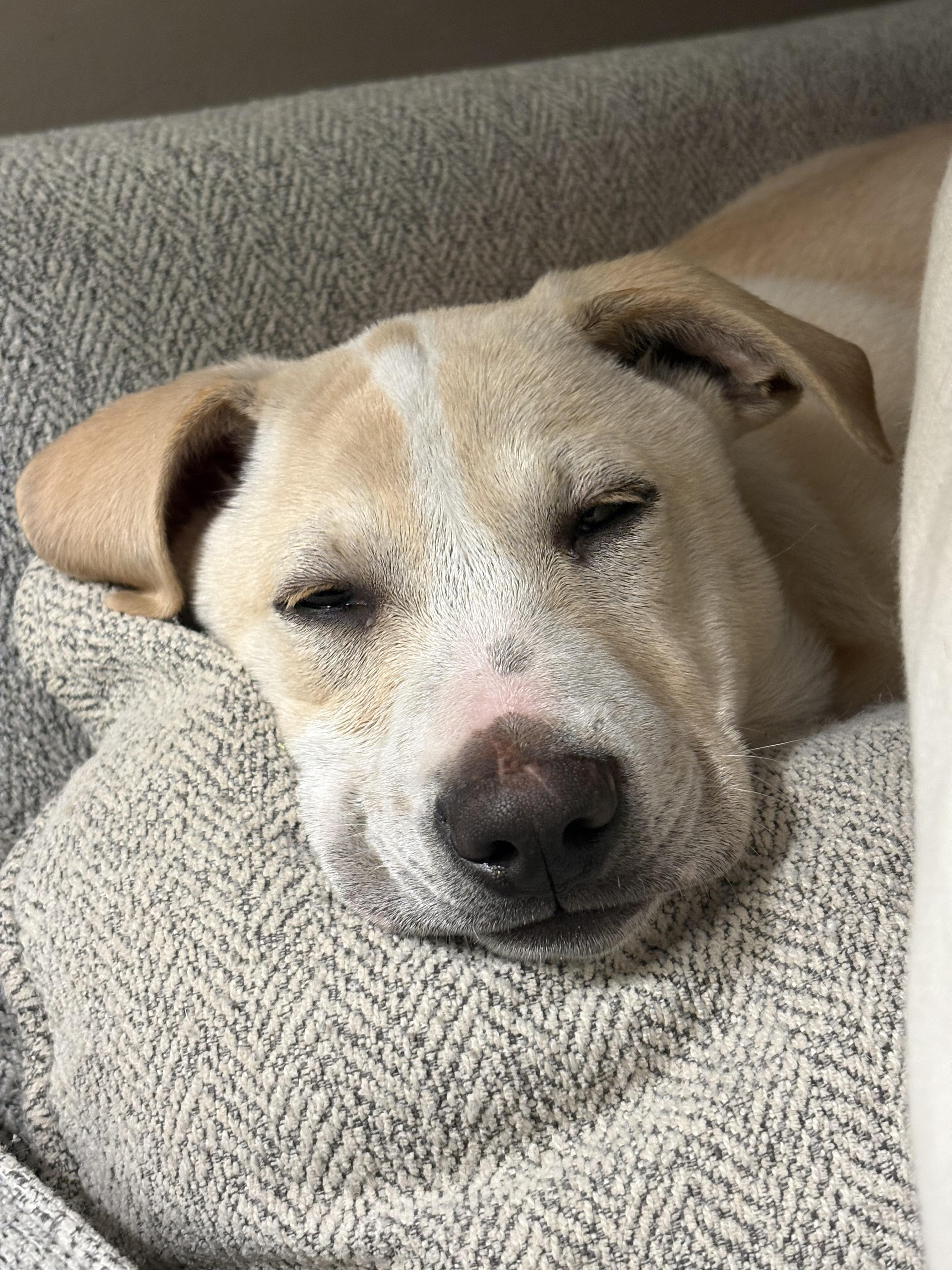 Enlarge Rue, a Adoptable mixed breed in Succasunna, NJ image 4/5