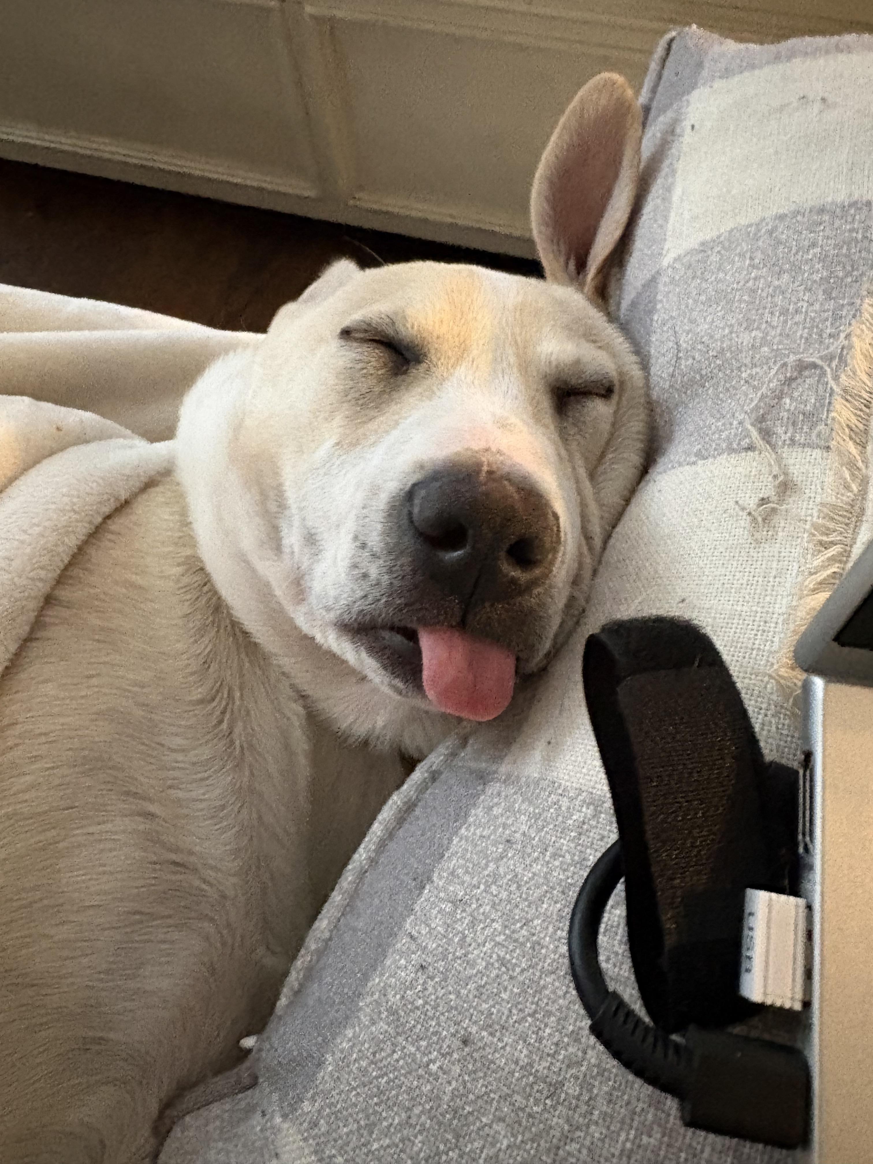 Enlarge Rue, a Adoptable mixed breed in Succasunna, NJ image 3/5