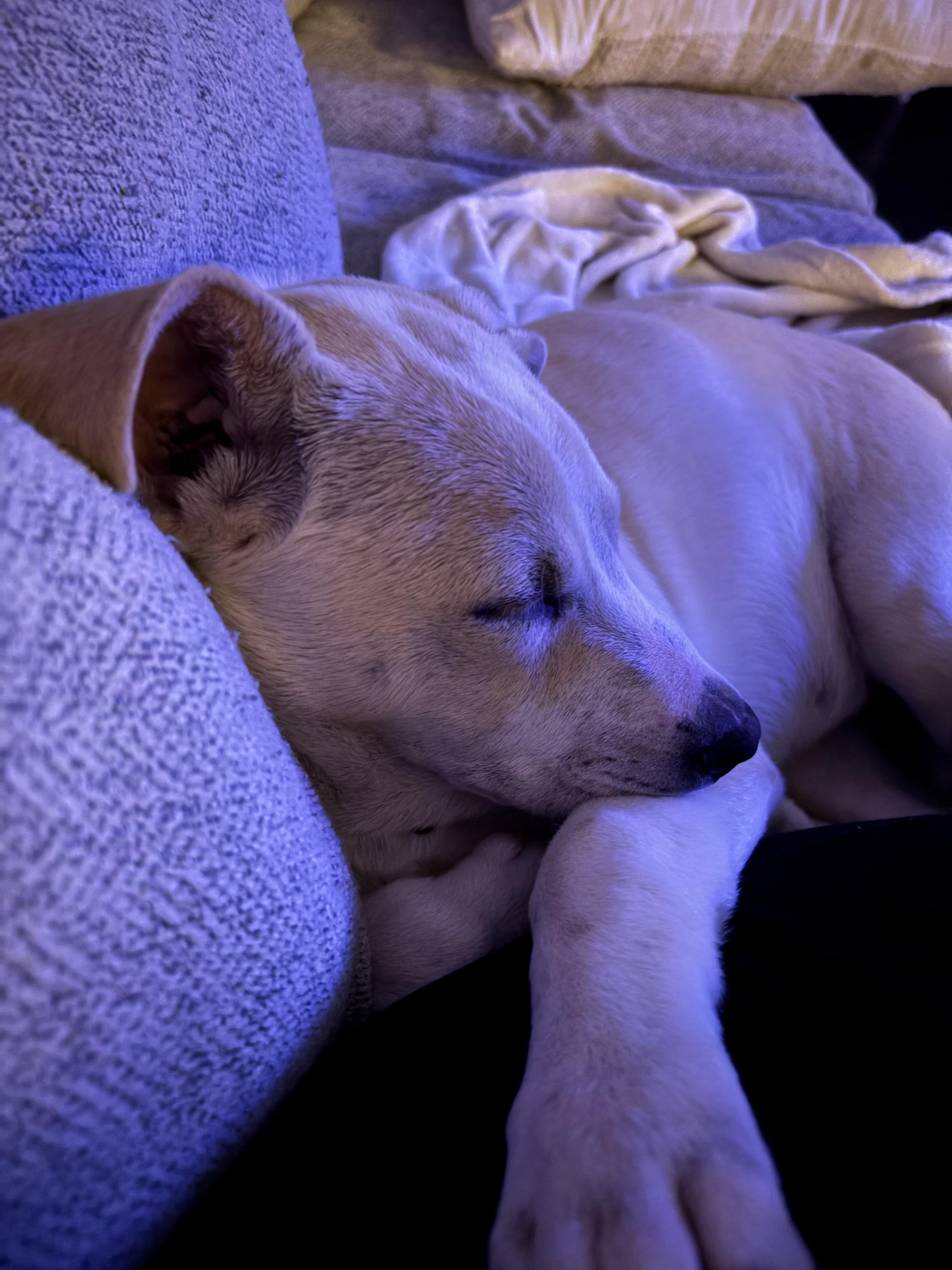 Enlarge Rue, a Adoptable mixed breed in Succasunna, NJ image 2/5