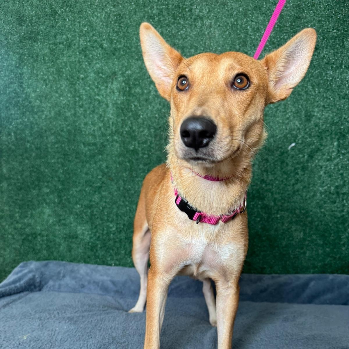 Enlarge Magnolia , a ADOPTABLE mixed breed in New York, NY image 3/3