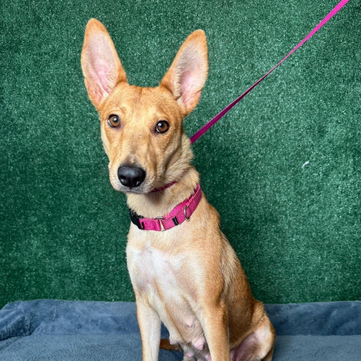 Enlarge Magnolia , a ADOPTABLE mixed breed in New York, NY image 1/3