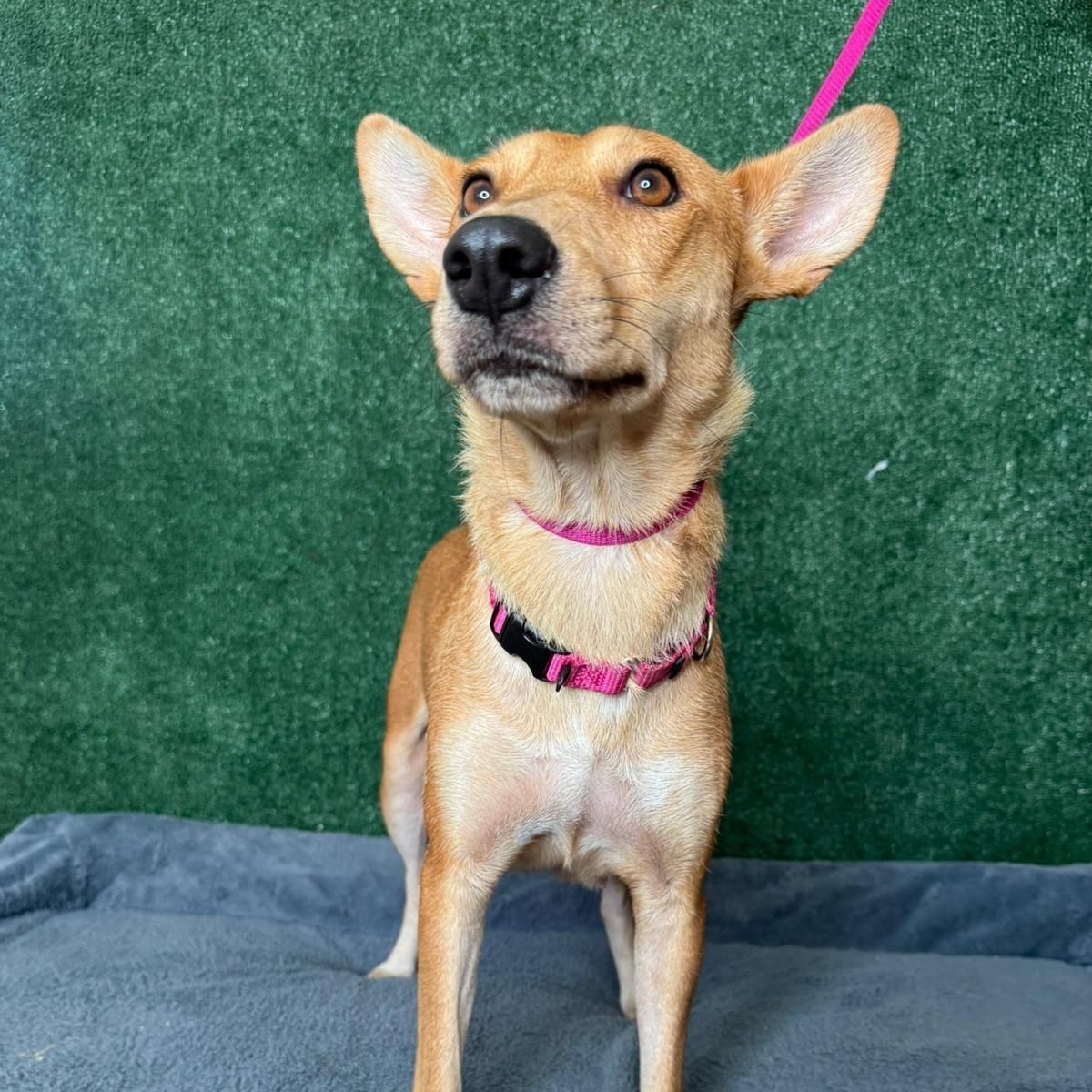 Enlarge Magnolia , a ADOPTABLE mixed breed in New York, NY image 2/3