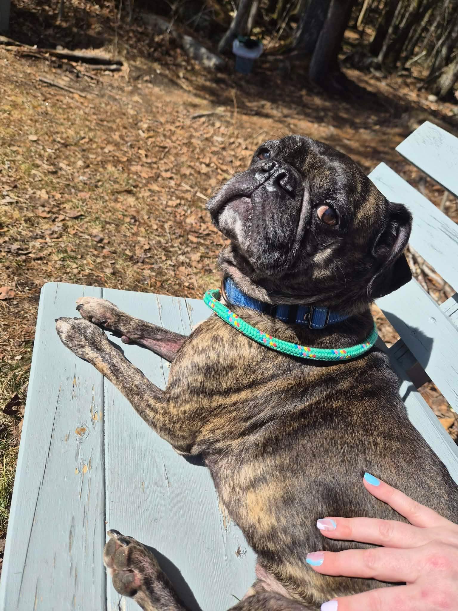 Enlarge Larry, a Adoptable mixed breed in Paris, ME image 1/2