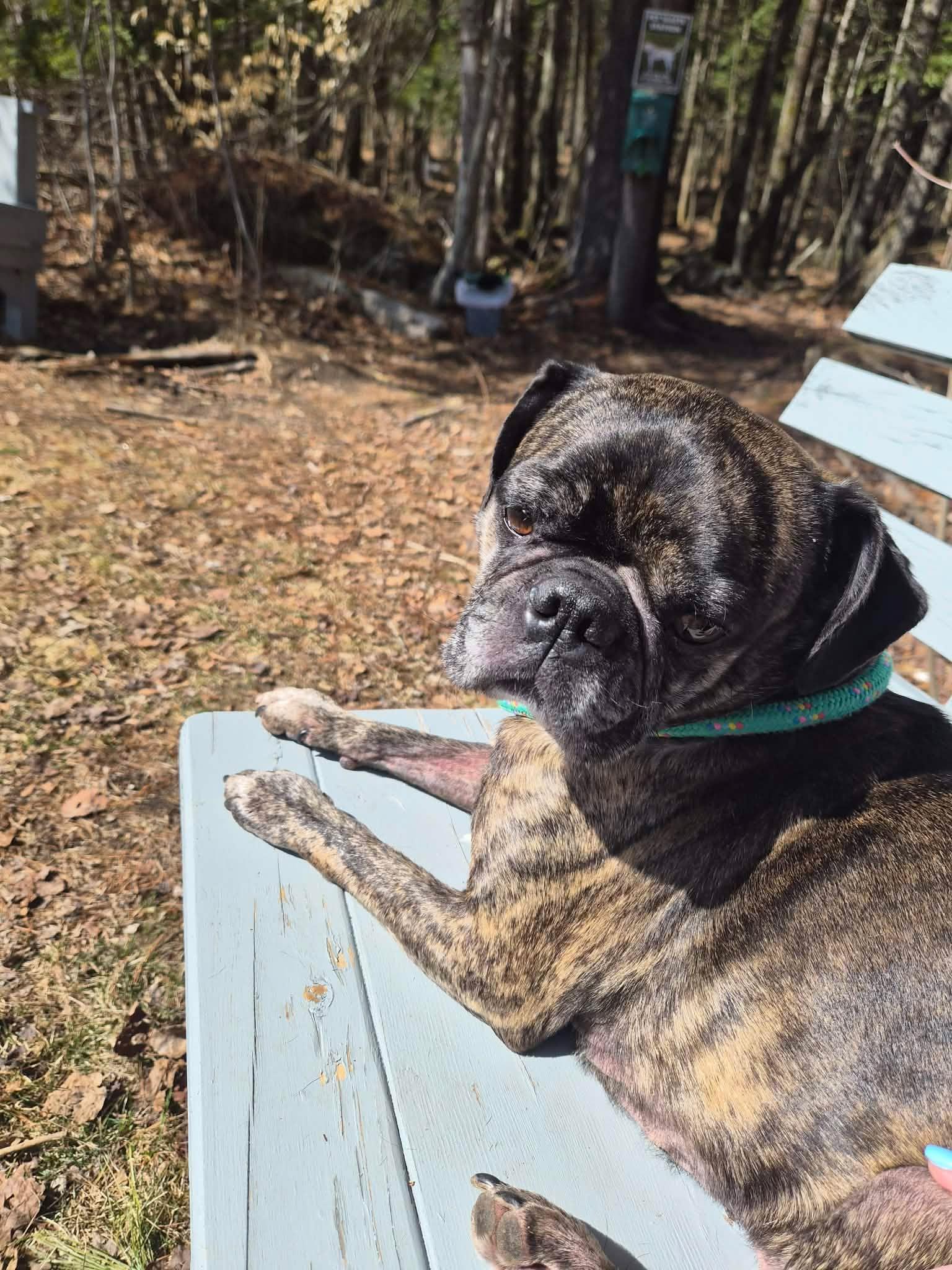 Enlarge Larry, a Adoptable mixed breed in Paris, ME image 2/2
