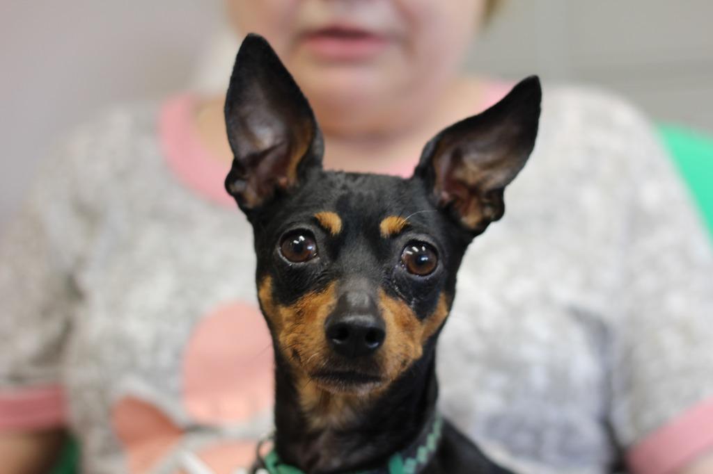 Enlarge Millie, a Adopted Miniature Pinscher in Rockford, IL image 3/5