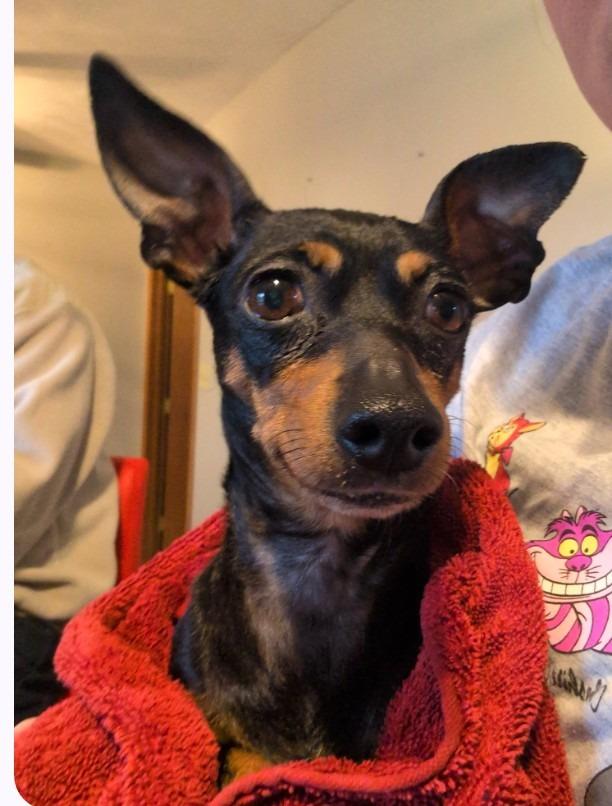 Enlarge Millie, a Adopted Miniature Pinscher in Rockford, IL image 5/5