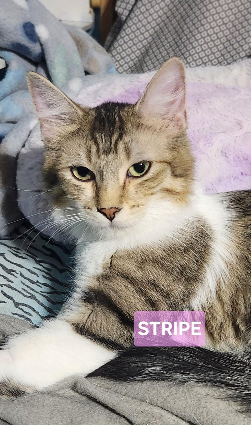 Stripe