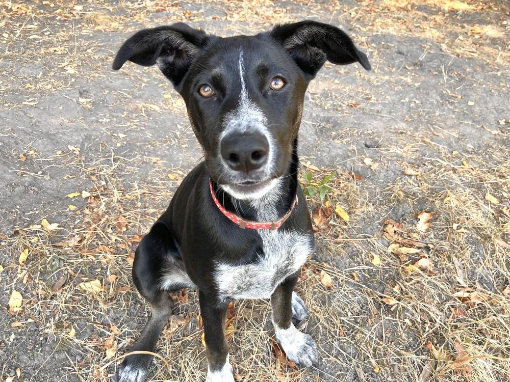 Reba, Adoptable, Puppy Female German Shorthaired Pointer & Husky.