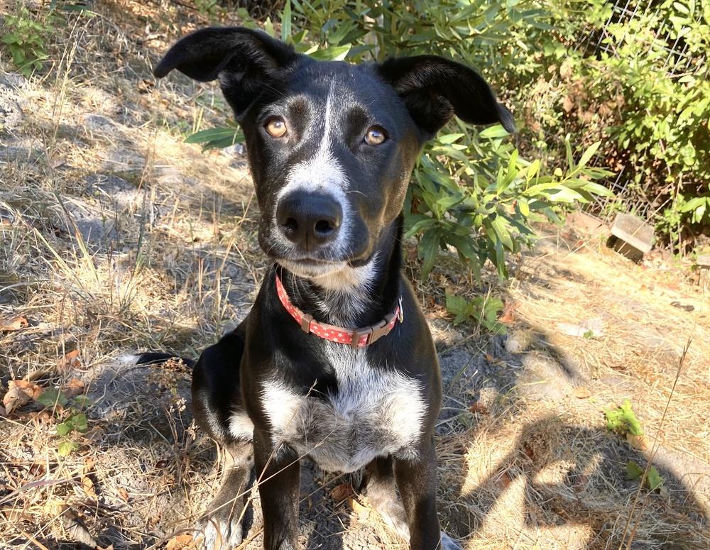 Enlarge Reba, a Adoptable mixed breed in Pleasant Hill, CA image 2/5
