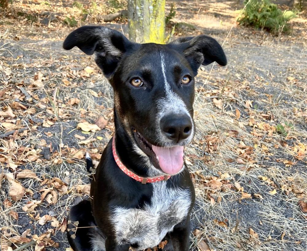 Enlarge Reba, a Adoptable mixed breed in Pleasant Hill, CA image 3/5